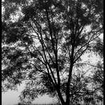 Lacey Tree