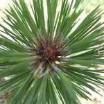 Pine Tree