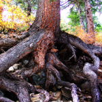 Roots