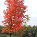 shades of autumn 7