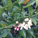Lemon Blossoms