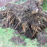 Up Rooted
