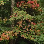 Signs of Autumn