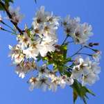 Single Flowers
