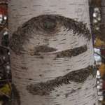 Big Brother Is Watching