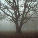 Spooky Tree