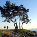 Five Trees - Evening Walk