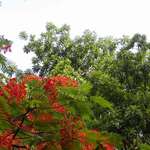 Gulmohar Bloom