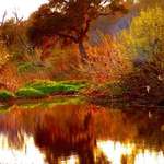 Salado Creek Oak Tree