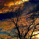 Bird Tree