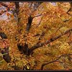 Old Oak Tree