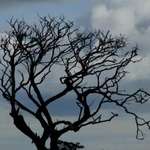 Tortured Tree
