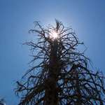 Tree Eclipse