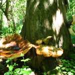 Tree Fungi