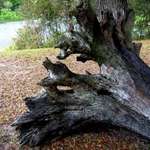 Dead tree