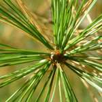 Pine Branch