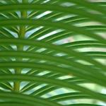 palm leaves