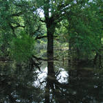 tree reflections