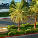 Mandaly Palms