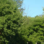 Suumer Trees