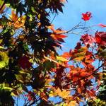 fall leaves 3
