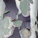 tree bark