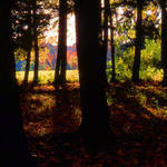 woods
