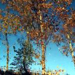 upside down tree reflections