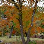 Two Trees