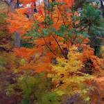 Fall colors