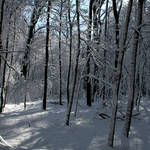 Morning Winter Shadows