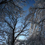 Through the trees