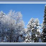 Winter wonderland