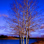 Mild Winter