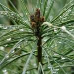 Wet Pine