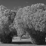 The Velvet Gates