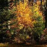Golden Glow