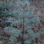 Frosty Pine