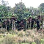 Native Bush