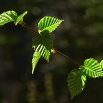 Birch Leaves