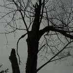 Cloudy Tree