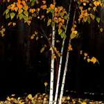 Northwest Autumn