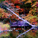 Fall