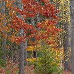 Oak