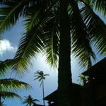 Coconut Palms