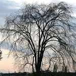 Autumn Silhouette - The Tree