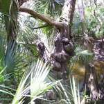 an unusual tree
