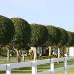 Trees and Springtime