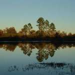 Five Pines on Bear Creek