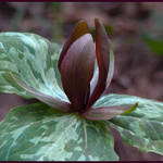Budding Trillium